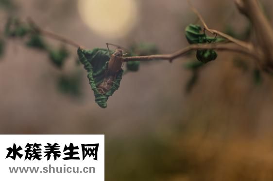 被虫子咬了怎么办