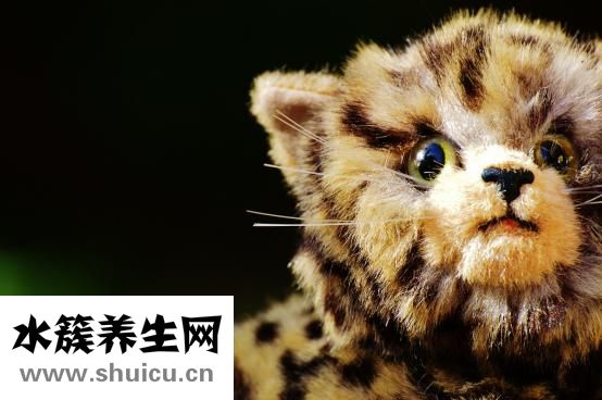 摩羯是什么