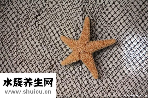 干海星怎么吃