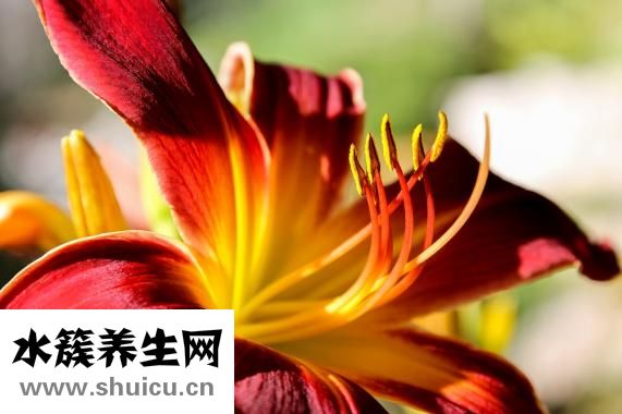 肚子里有蛔虫怎么办