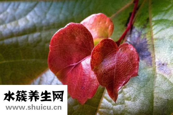 心动过速怎么办