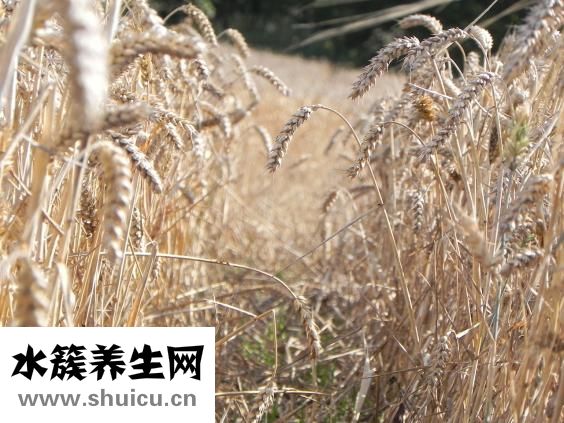 初音未来是什么