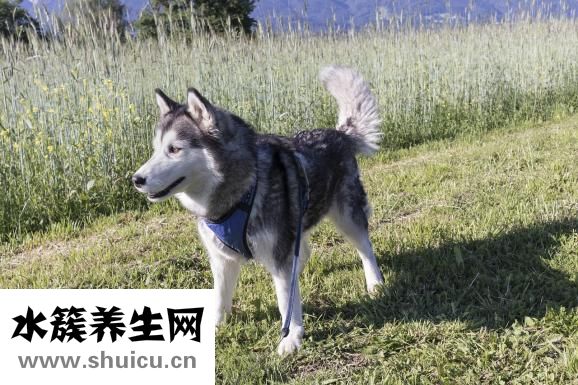 黑头导出液怎么用