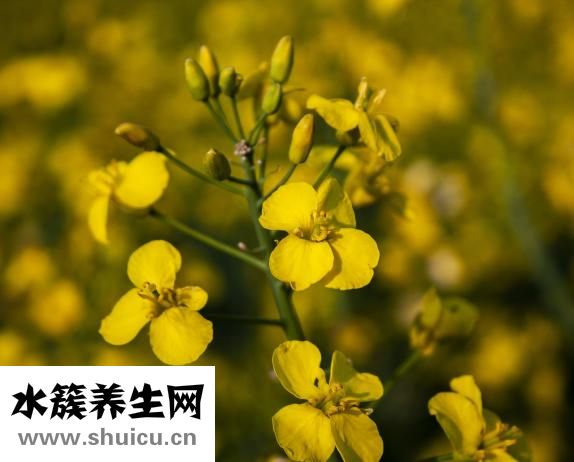 白蚁吃什么