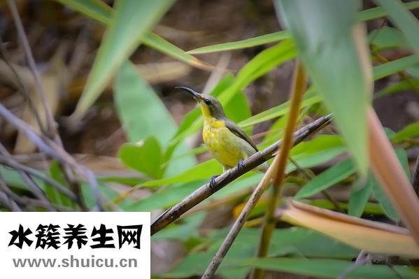 黄鹂鸟吃什么