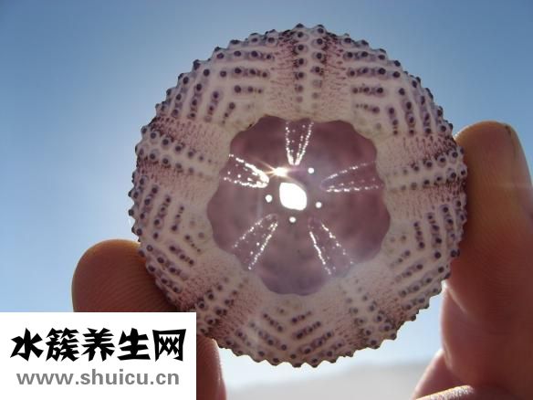 类风湿用什么药
