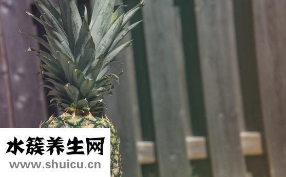 哈士奇吃什么