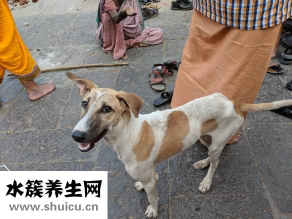 犬瘟热怎么治疗