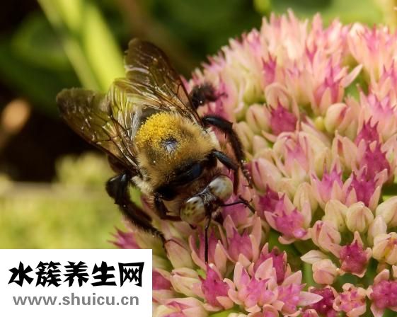 汪氏蜂蜜怎么样