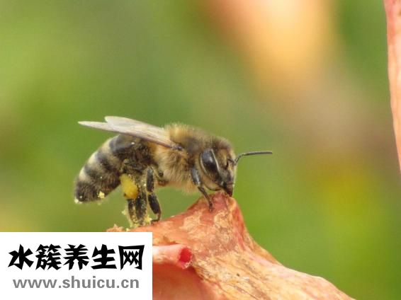 蜜蜂蛰了怎么消肿