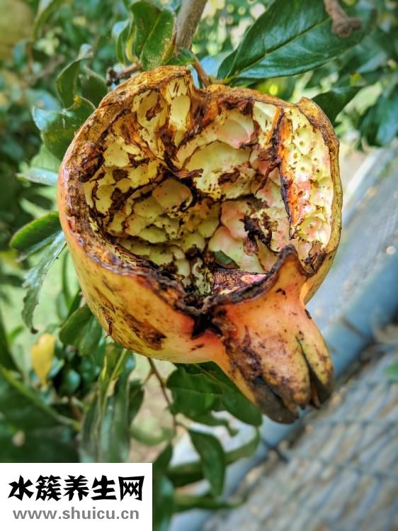 贫血吃什么食物好