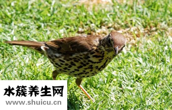 口腔黏膜出现白色斑块口疮怎么治？