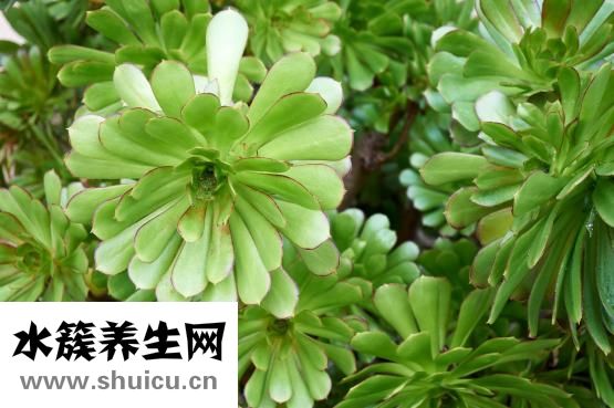 脸过敏发红怎么办