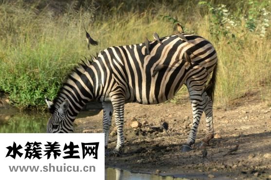 运动后多久喝水