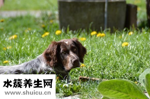 麻雀结局是什么
