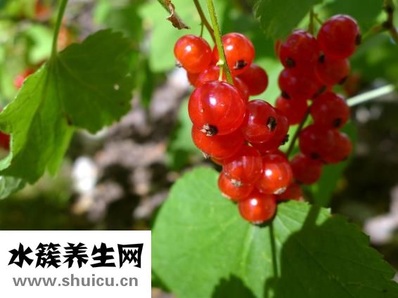怎么美白祛斑