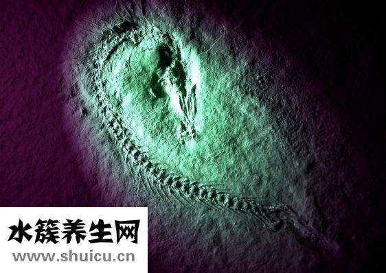 反骨是什么