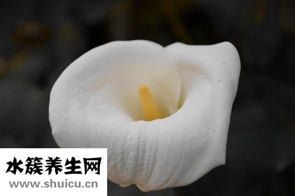 马蹄莲怎么养