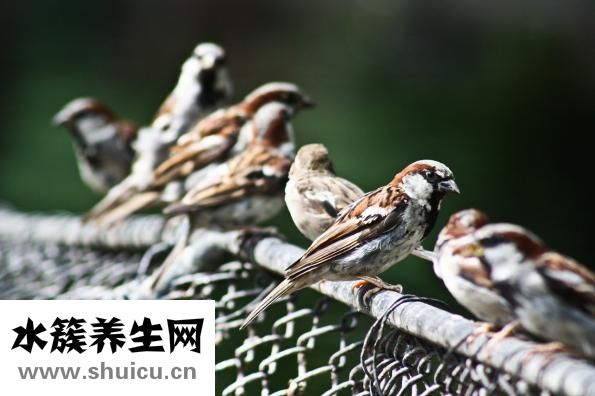 百雀羚怎么样