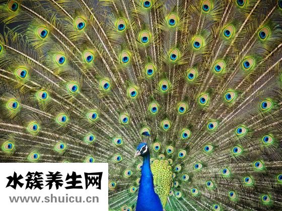 百雀羚怎么样