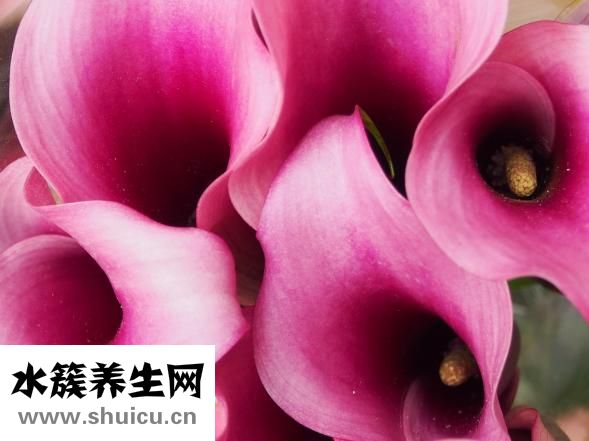 马蹄莲怎么养