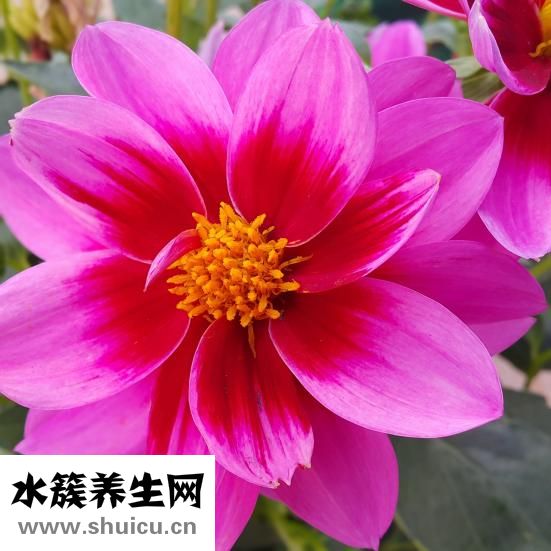 眉毛稀少怎么办