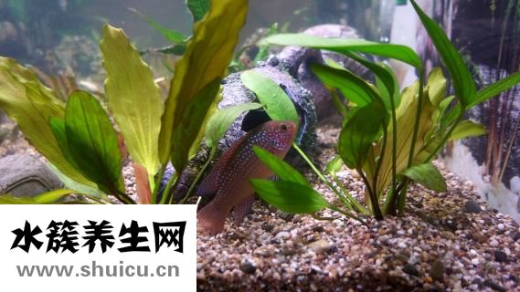 鲈鱼产于哪里