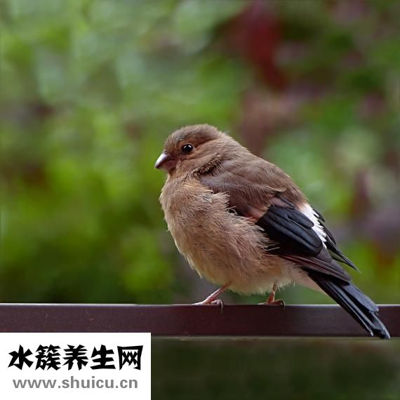 更年期什么症状