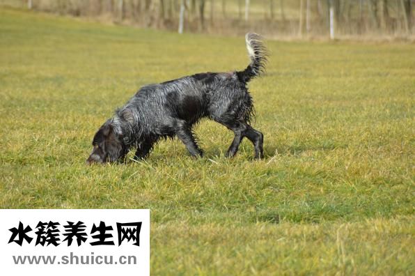 麻雀结局是什么