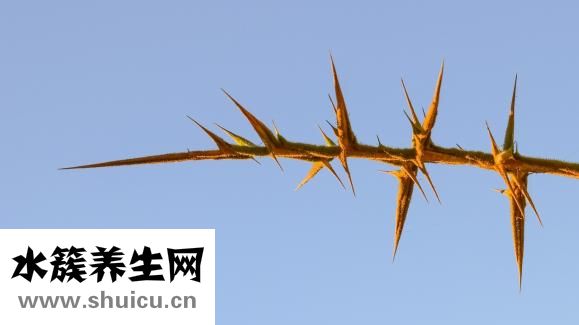 大宝滋润霜怎么样
