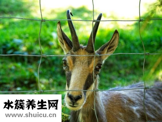 羚羊早安丝巾怎么样