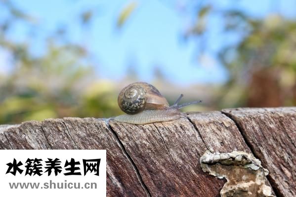 富贵竹怎么土养