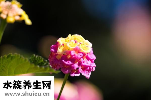 马的尾巴像什么
