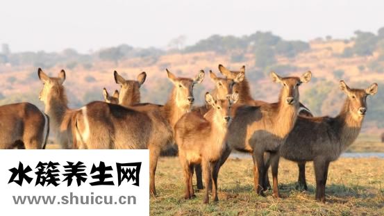 羚羊早安丝巾怎么样