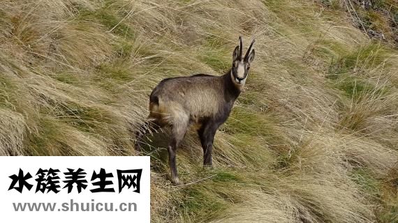 羚羊早安丝巾怎么样