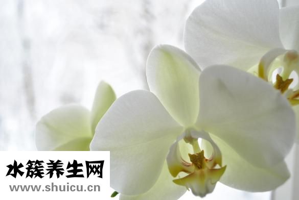 娇兰的粉底液怎么样