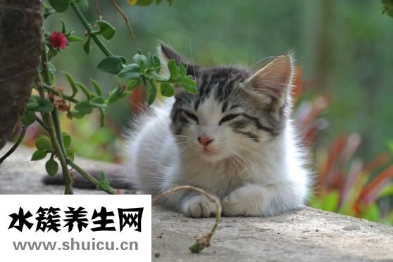 猫扑怎么了