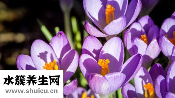 中药磨粉药效怎么样