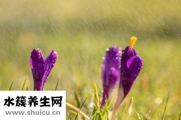 谷雨吃什么