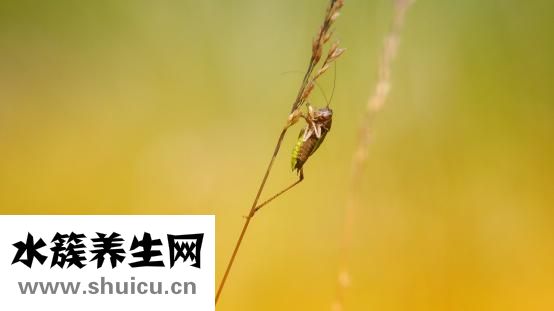 唐灵效果怎么样