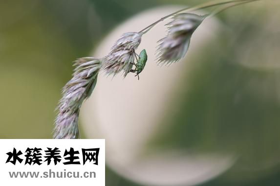 怎么样抓鸟