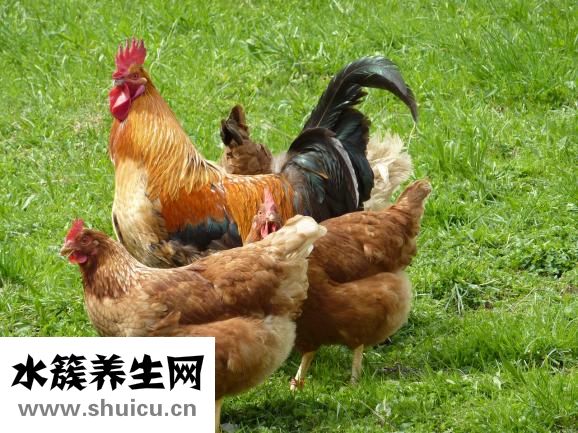 如何预防禽流感