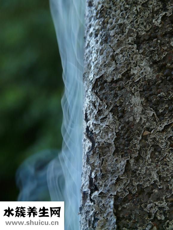 草鱼怎么做才好吃