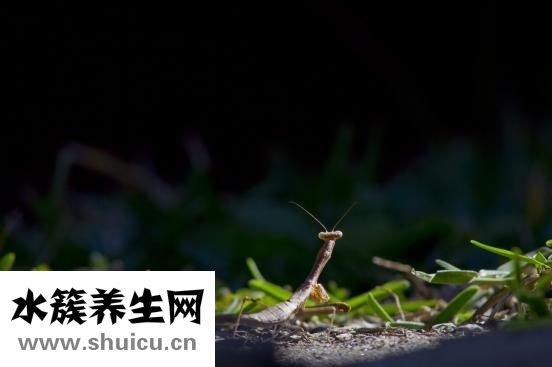 秋天盛开的花有哪些