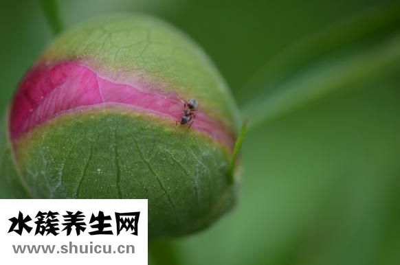 草鱼怎么做才好吃
