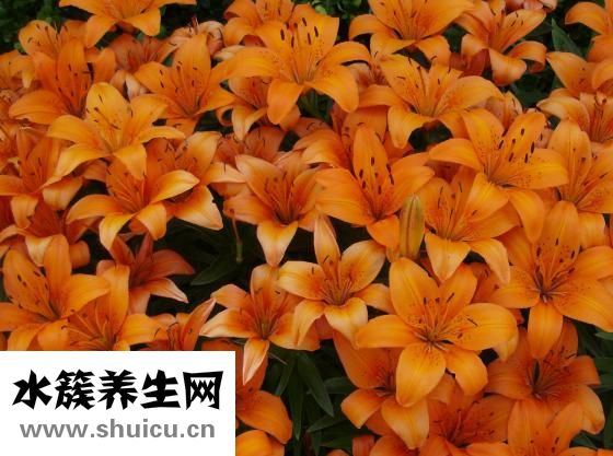 无限极保健品怎么样