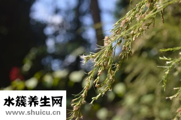谷雨吃什么