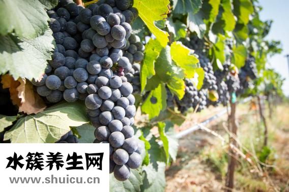 零辐射红石榴怎么样