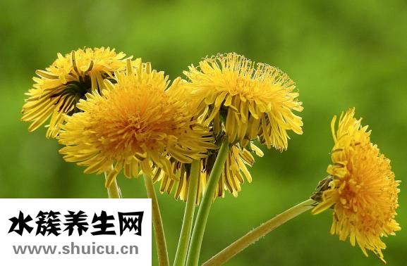 什么是肠粘连