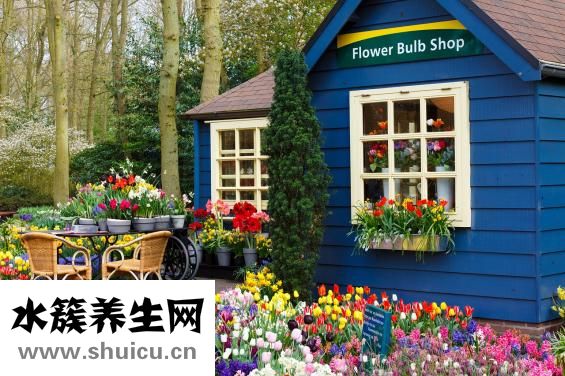 荷兰喜宝怎么样